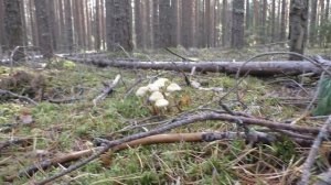 В бору у кисовской мышки. Дневник грибника 1 октября 2018 года.