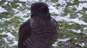 выживаем домового вместе с собакой