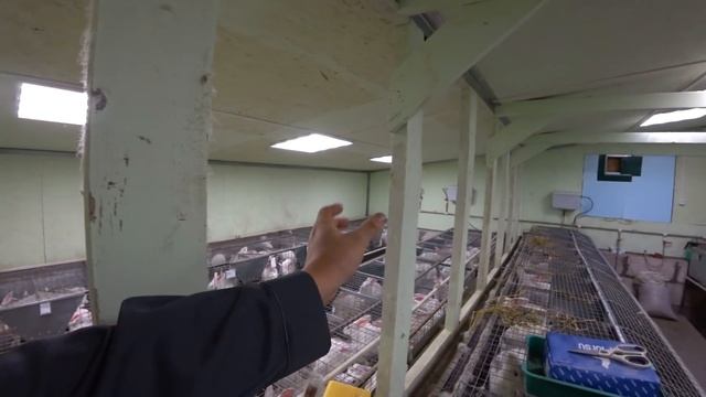 МОИ КРОЛЬЧАТНИКИ. ОБЗОР ВСЕ ПОМЕЩЕНИЙ ДЛЯ КРОЛИКОВ
