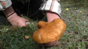 Без юбки , но с молоком!... Маслёнок летний или зернистый -  Suillus granulatus