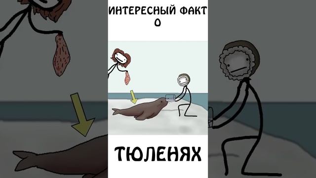 Интересный факт о Тюленях