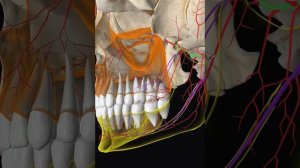 Кровоснабжение зубов#верхнечелюстная артерия#анатомия#anatomy