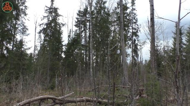 Продолжаем знакомство с новым местом. "Дневник грибника" 15 мая 2022 года. смотреть онлайн