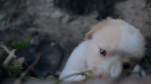 11622182-hd_1920_1080_30fps