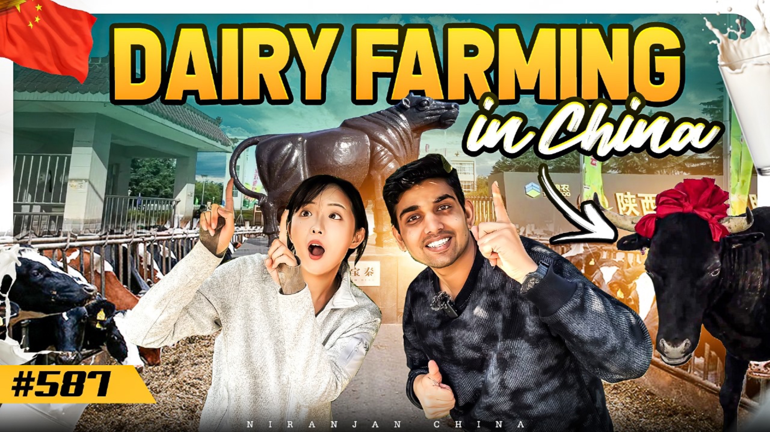 DAIRY FARMING in CHINA, Yangling, Shaanxi