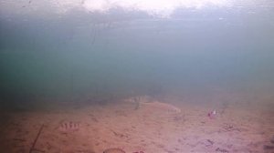 Тест подводной камеры FОCUSFISH | Поведение рыбы в ГЛУХОЗИМЬЕ