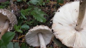 Съедобный Гриб-зонтик лохматый или краснеющий. - Chlorophyllum rhacodes