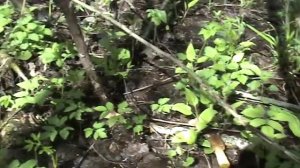 Растущие в чепурыжнике.... Дневник грибника 28 мая 2017 года. Часть 1