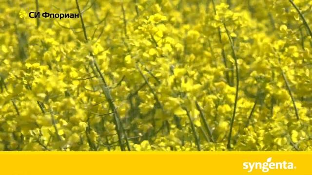 СИ Флориан - нова генетика за рекордни резултати, с Сенокос
