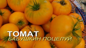 Томат БАБУШКИН ПОЦЕЛУЙ. Обзор сортов ТОМАТОВ!