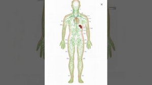Исцеление всех болезней лимфатической системы - сеанс Алмазные рейки