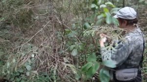 Ведьмин круг белых грибов