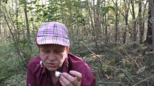 Редкая РЯДОВКА ГОЛУБИНАЯ - Tricholoma columbetta