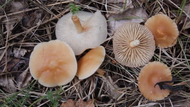 Луговые опята - деликатесные грибы. смотреть онлайн