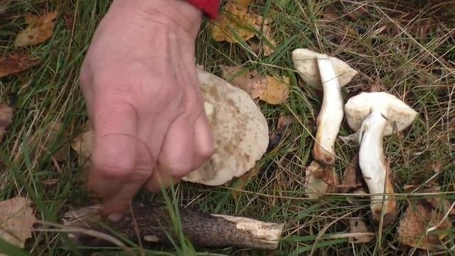 Подберёзовик обыкновенный - Leccinum scabrum - замечательный гриб!
