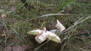 Проверяем рост грибов. "...обходим владенья свои..." Дневник грибника 20 июля 2019 г.