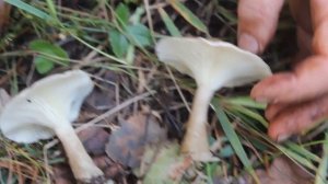 Говорушка булавоногая не дружит с алкоголем