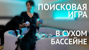 Поисковая игра для собаки в сухом бассейне