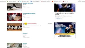 ПОКУПКА КРОЛИКА ЧЕРЕЗ АВИТО (видео 2)