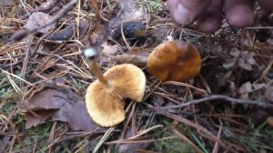 Какие грибы поздней осенью в сосновом бору? Дневник грибника 11 октября 2020 года.