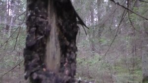 Дневник грибника 6 сентября 2017 года.