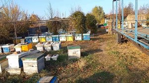 Матки ИО по 4500 рублей до 15 июня. +79529762381