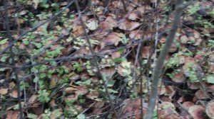 Грибной коврик. Опёнок кирпично-красный.