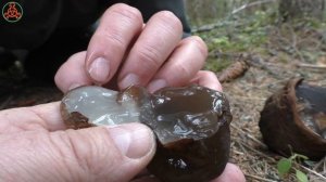 Так вот вы какие, "Яблоки молодильные"!  Sarcosoma globosum  - Саркосома шаровидная.