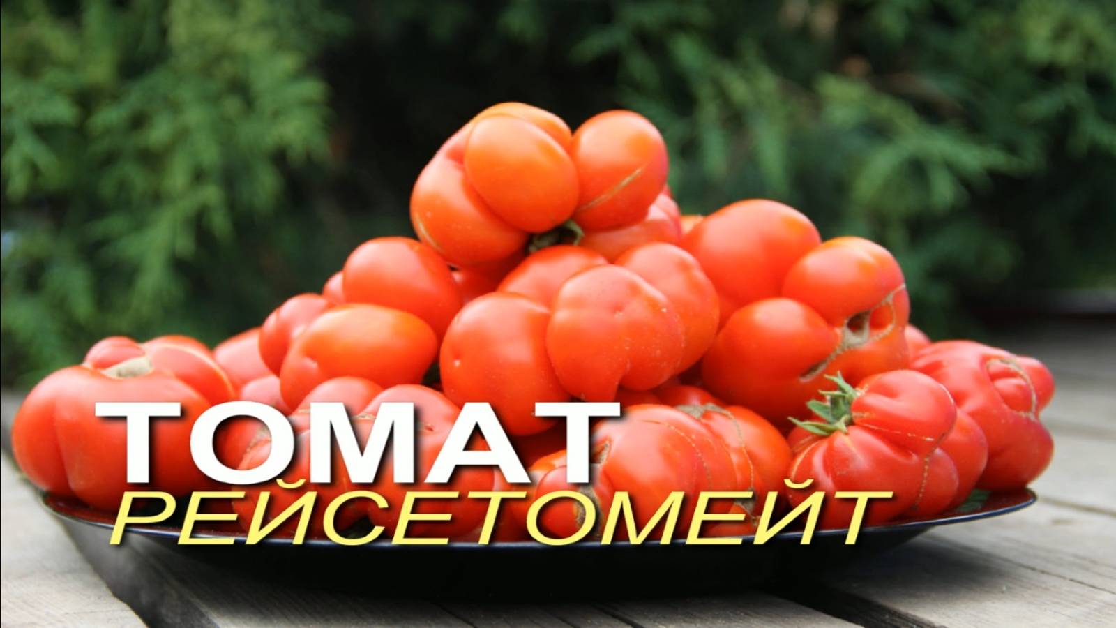 РЕЙСЕТОМЕЙТ! ОБЗОР СОРТОВ ТОМАТОВ! Советы от ЗЕЛЕНОГО ОГОРОДА!