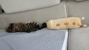 Обзор на кота