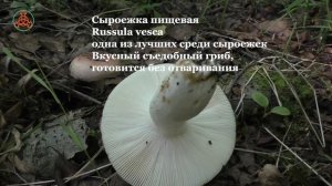 Первыми "выстрелили" чесночники и лисички. "Дневник грибника" 3 июля 2021 года.