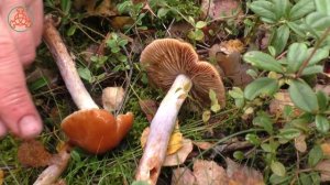 Паутинник слизистый - Cortinarius mucosus. Съедобный гриб.