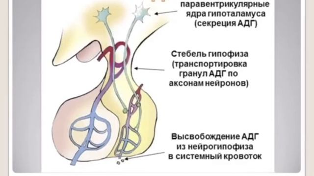 Функции переднего отдела гипоталамуса. Функции гипоталамуса физиология. Паравентрикулярное ядро гипоталамуса. Схема регуляции эндокринной системы. Гормоны секретируемые гипоталамусом.