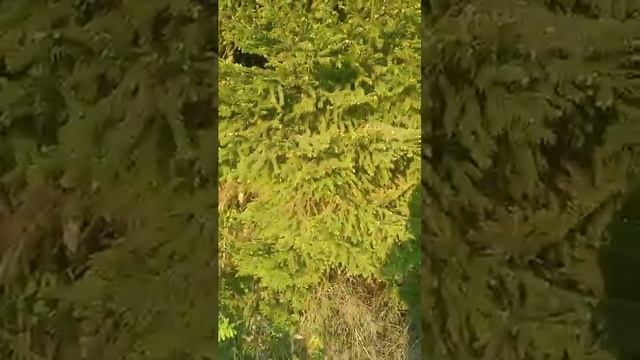 Горделивые ели