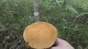 Разведка в молодых осинниках. Дневник грибника 27 августа 2018 года.