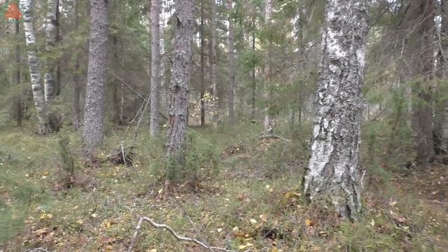 Грибы на клюквенном болоте. Дневник грибника 4 октября 2022 года смотреть онлайн