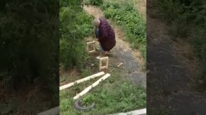 Бабка не ломай лавку