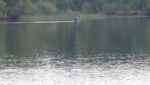 За грибами в бор-брусничник. Дневник грибника 20 сентября 2017 года