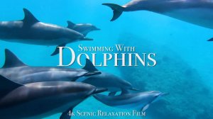 Swimming With Dolphins 4K - 30 Minute Underwater Relaxation Film