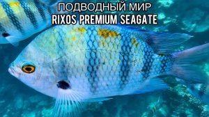 Подводный мир Rixos Premium Seagate 5* | Красное море | Шарм-эль-Шейх | Египет | Риксос | Red Sea