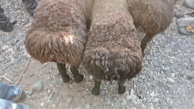 гусфанд молбозори шахринав панҷшанбе бозор нархи гӯсфанд дехқон бозор