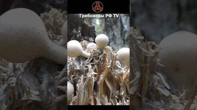 Дождевик грушевидный (Lycoperdon pyriforme) - съедобный гриб. #mushroom #грибное #кино #Lycoperdon