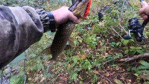 Реки севера,Архангельская область