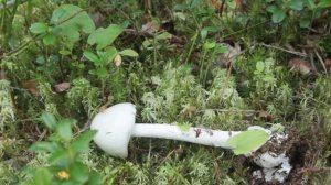 Самый ядовитый в северных лесах. Мухомор вонючий.