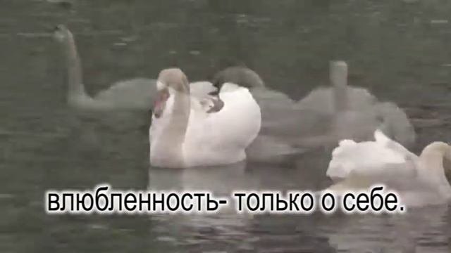 Любовь и влюбленность