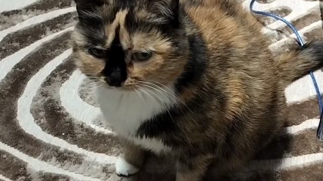 Мышка просит кушать. смотреть онлайн