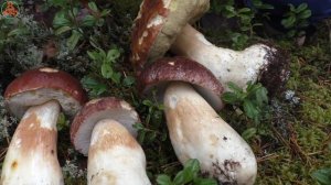 Белый гриб сосновый - Boletus pinophilus. Один из лучших!