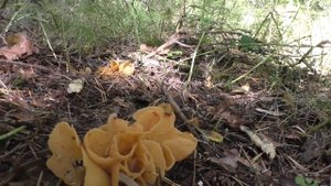 ЗАЯЧЬЕ УХО -  Otidea leporina.  Съедобный гриб!