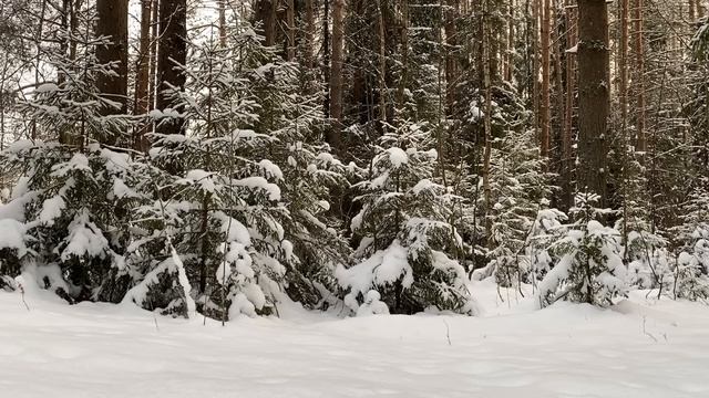 СВЕКРОВЬ И НЕВЕСТКА ПОКЛЯЛИСЬ БОЛЬШЕ НЕ ОБЩАТЬСЯ, НО... | Истории из жизни. смотреть онлайн