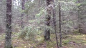 Грибов нет, но мы держимся... Дневник грибника 5 октября 2019 года.